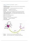 Samenvatting in de vorm van flitskaartjes voor Biologische grondslagen: Cognitie (PB0612)