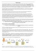 The Urea Cycle