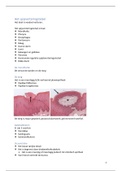 samenvattingen humane biologie (respiratoir stelsel, spijsverteringsstelsel, embryologie en het euro-genitaal stelsel)