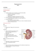 BMW Orgaansystemen Nieren 