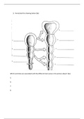 Neuroanatomy Exam Spring 2018