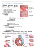 Samenvatting Spijsvertering 2e bach BMW UHasselt