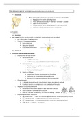 MSK 2 (theorie)