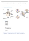 The Adolescent Brain- hersengebieden en tips