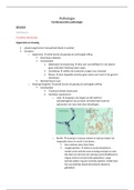 BMW Pathologie: Cardiovasculaire Pathologie