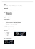 Echografie Periode 2