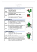 Samenvatting spieren blok 1.2 