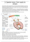 Chapter 3. Spatial vision