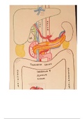 Abdomen Poster! Relative to Ultrasound : ) 