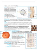 HCO13, visueel systeem