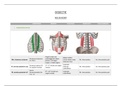 Samenvattingen anatomie/dissectie SPIEREN