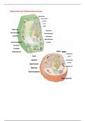 Biologie 5e jaar ASO Biogenie 5.2 thema 1 Functionele morfologie van de cel tekeningen + samenvatting