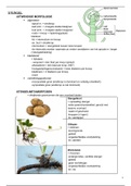 Plantkunde: stengel