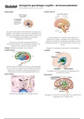 hersenstructuren en onderdelen