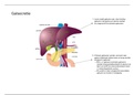 Schema galsecretie