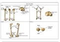 Anatomie van de knie