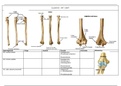 Anatomie van de elleboog