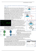 HCO7, moleculaire mechanismen synaptische transmissie en plasticiteit