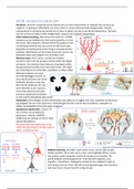 HCO8, synaptische plasticiteit