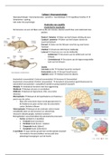 Blok 3.6 Neuropsychology - Samenvatting Colleges (Compleet)