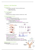 Schematic Summary Immunology Book 