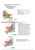 CLASE 6:  Miembro Inferior II: Músculos Pelvitrocantereos. Región Glútea. Región del Muslo. Triangulo Femoral: Limites y Contenido. 