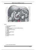 MBZ - Diabetes Mellitus type 2