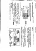 AP Biology Reading Guide/Homework Chapter 7: Cellular Respiration: Harvesting Chemical Energy