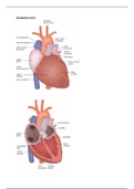 Anatomieoverzicht - Module 4.2