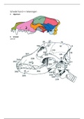 tekeningen hond, paard en rund anatomie