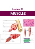 Physiology Exam 3 Bundle