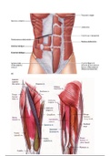 FULL DANCE STUDIES SUMMARY PACK IEB