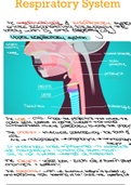 A Summary of the Respiratory System 