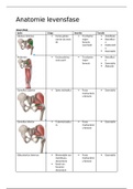 Hogeschool Utrecht Fysiotherapie Jaar 1 Blok C BOKS Anatomie