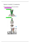 Samenvatting  Anatomie