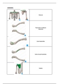 Samenvatting  Kenhub anatomie 2