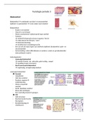 Samenvatting  Fysiologie periode 3 