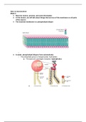 Class notes introduction to neuroscience 