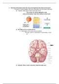 Class notes introduction to neuroscience Week 9