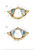 Blinde platen met antwoorden columna vertebralis