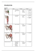 Hogeschool Utrecht Fysiotherapie Jaar 2 MSA anatomie spier en zenuw