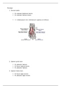 myologie voet