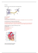 Anatpomy and Physiology 2 Pre Exam: All questions and Answers (Scored A)