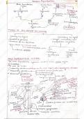 Human Reproduction class 12 neet notes