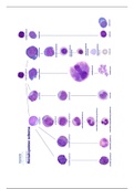 Schema Hematopoëse