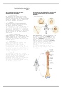 HBO samenvatting, jaar 1, periode 2, medische kennis pathologie en anatomie en fysiologie