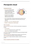 Percepción Visual: Anatomía, Procesos y Vías Neurológicas