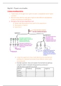 Chapter 15: Summary Genetics: A Conceptual Approach, ISBN: 9781429232524  GTS 251 (GTS 251)