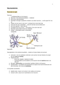 Neuroanatomie