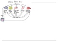 DIABETES MELLITUS TIPO 2